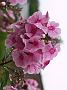 Phlox Landhochzeit